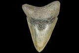 Serrated, Fossil Megalodon Tooth - South Carolina #134271-2
